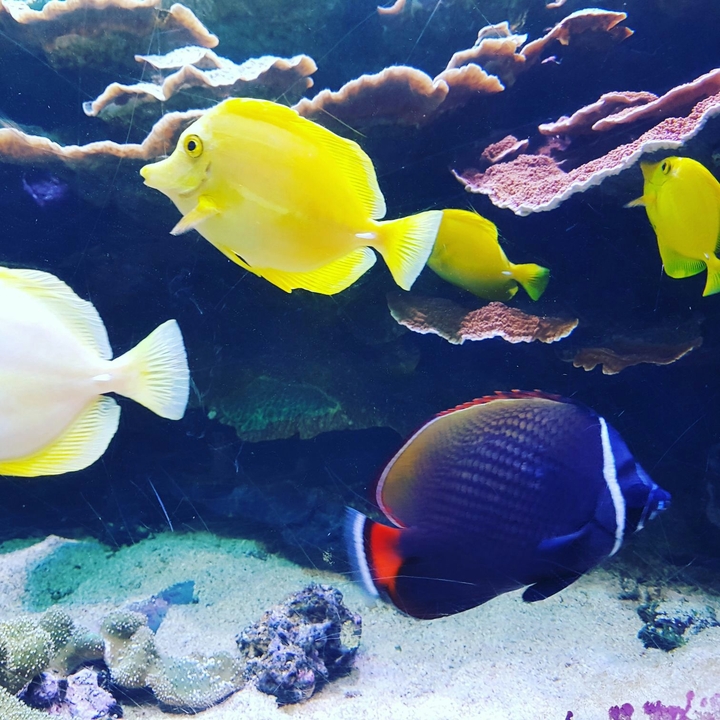 sealife