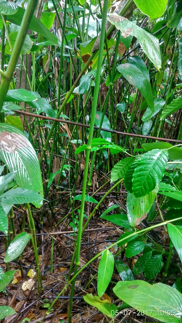 bamboo