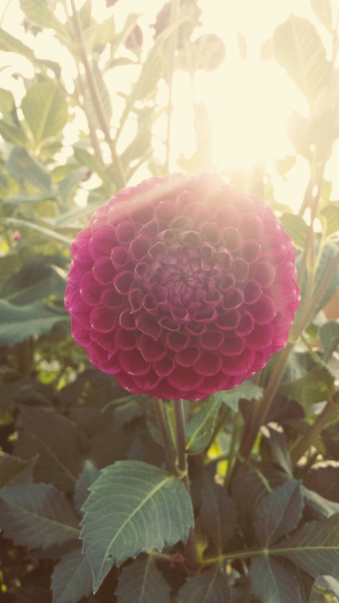 Sommerblume