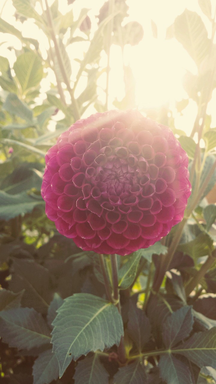 Sommerblume
