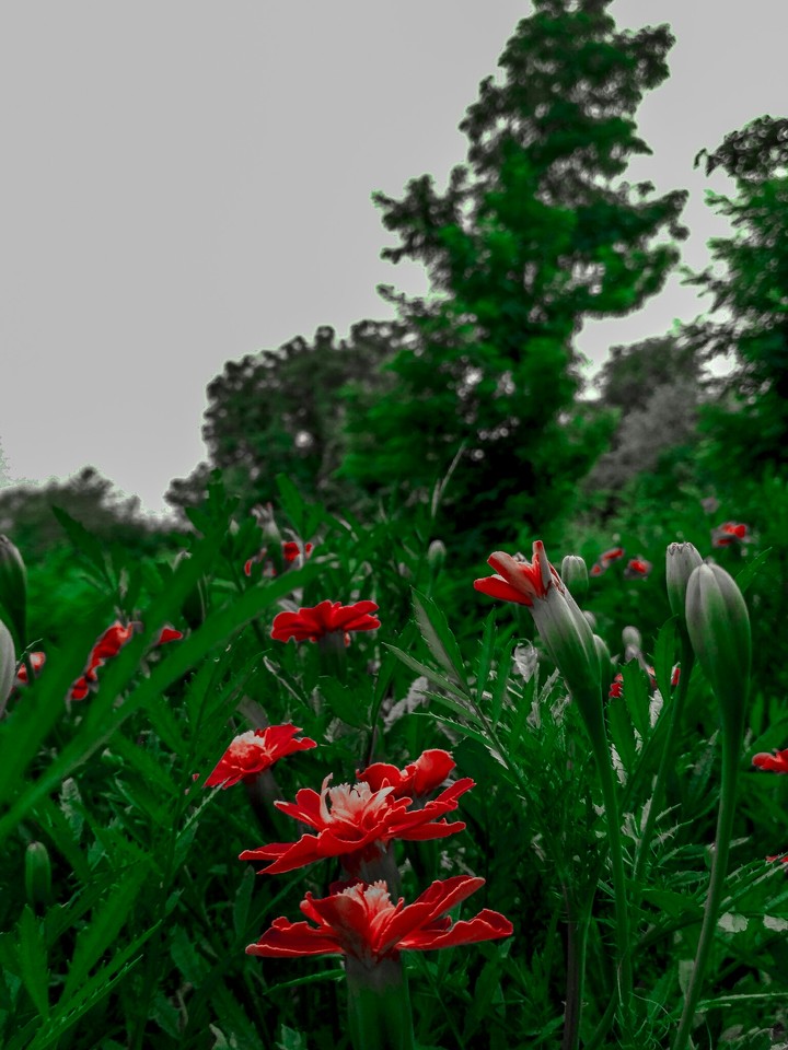 flower