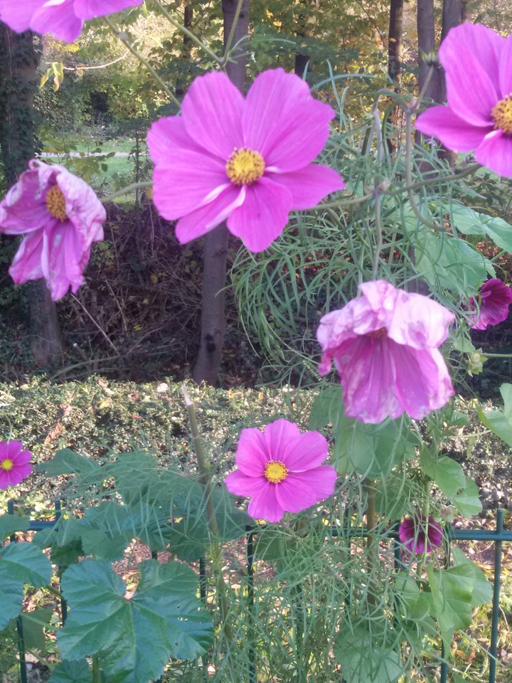 Flowers End