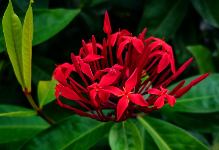 Flower