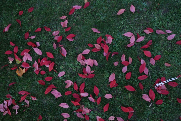 fall leaves