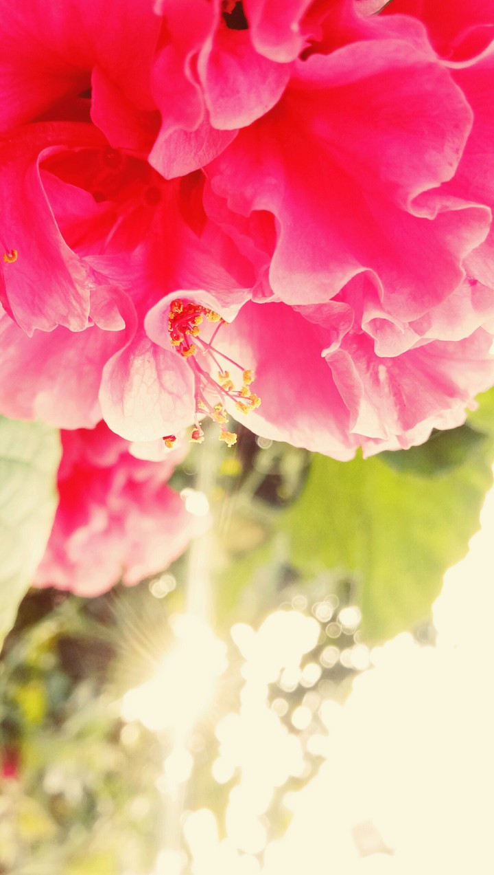 flower