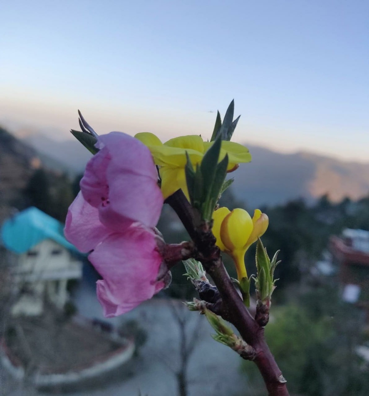 Flower