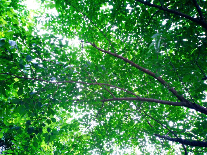 tree