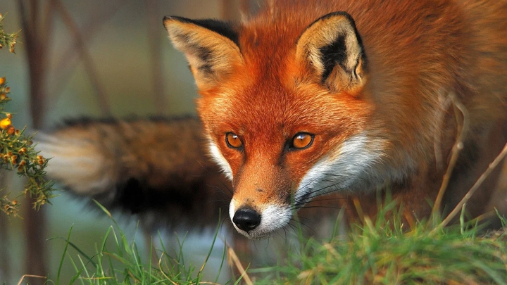 Red fox.