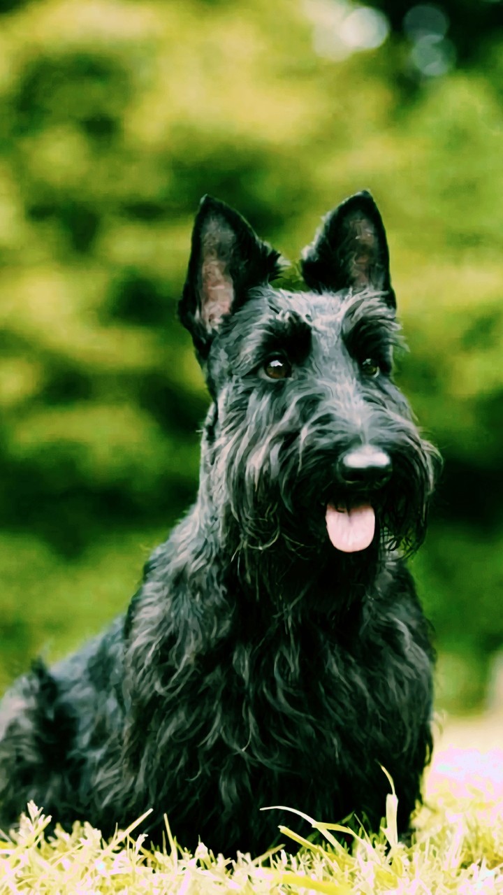 dog