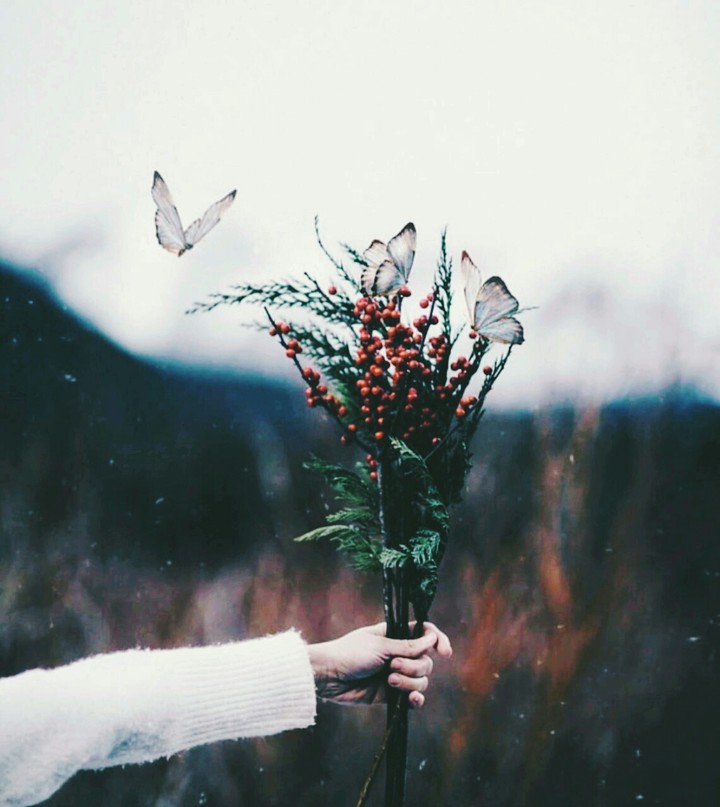 Butterfly