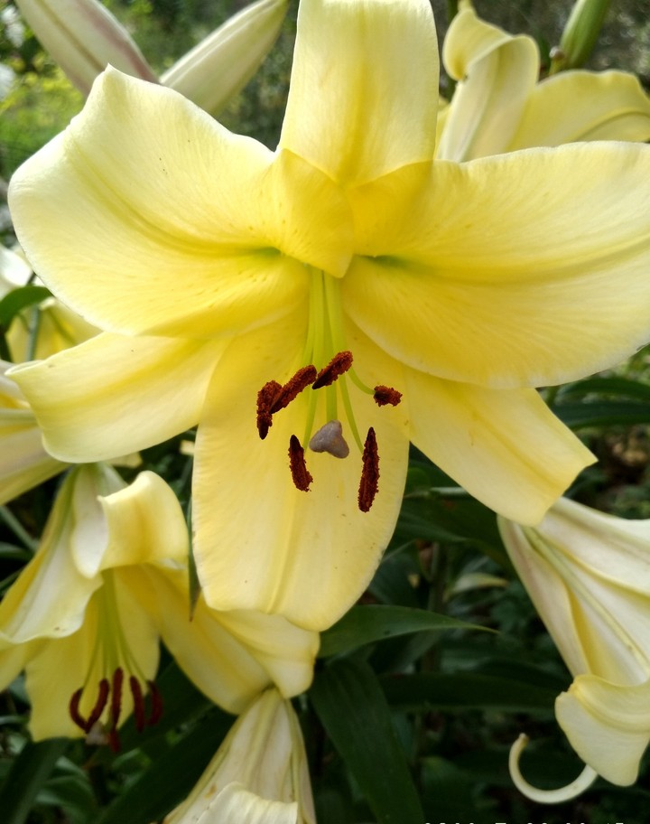 jellow lily