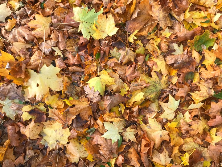 Leaves