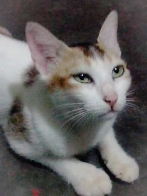puss tuss