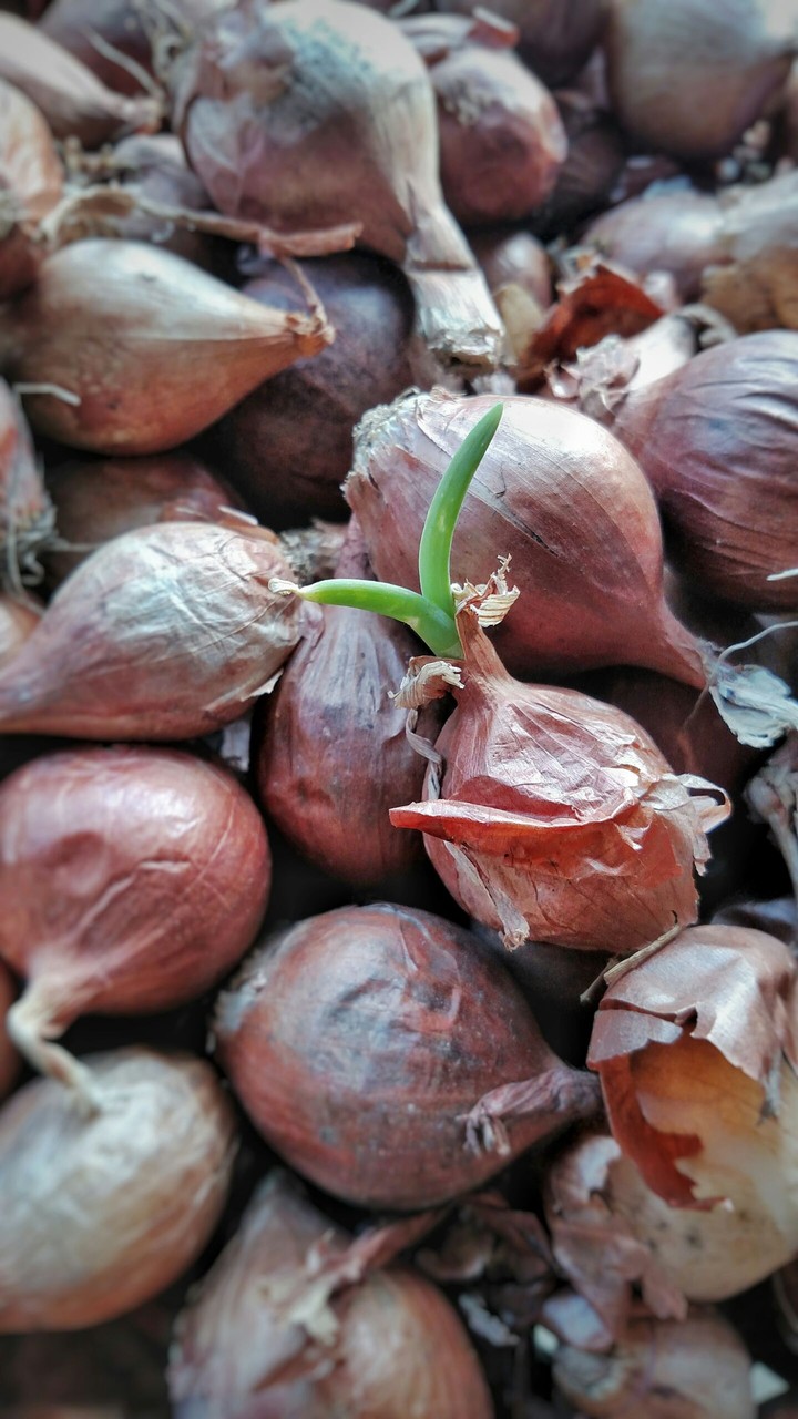 new life