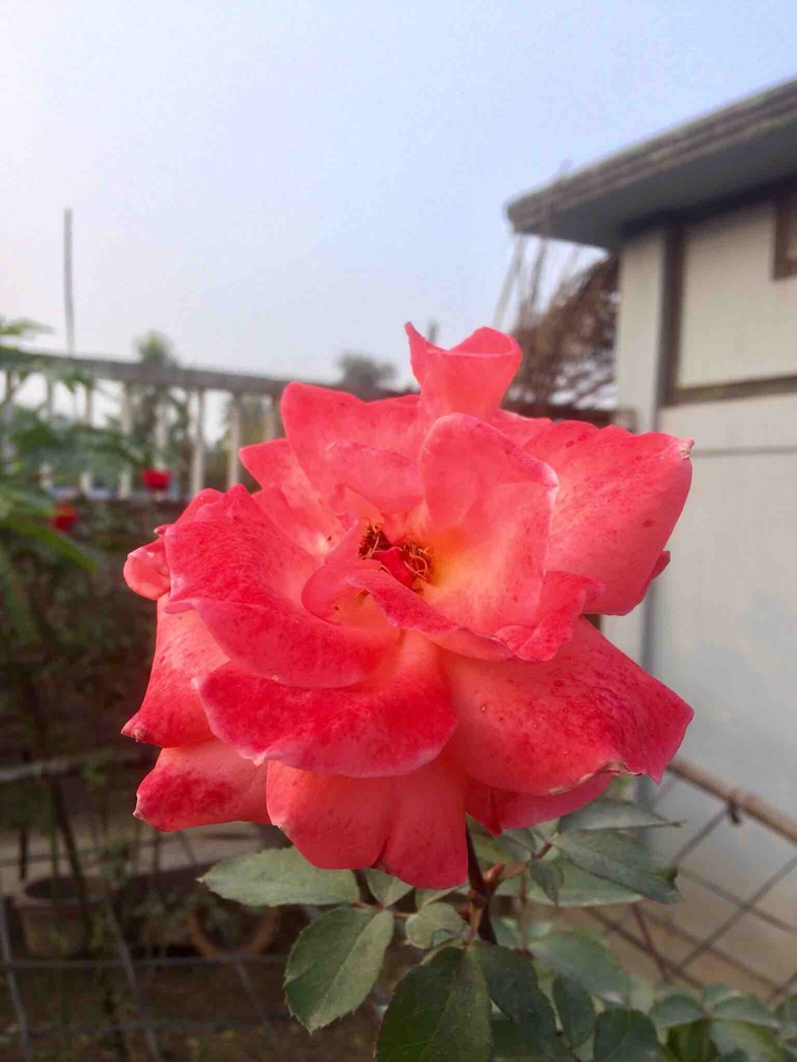 #rose