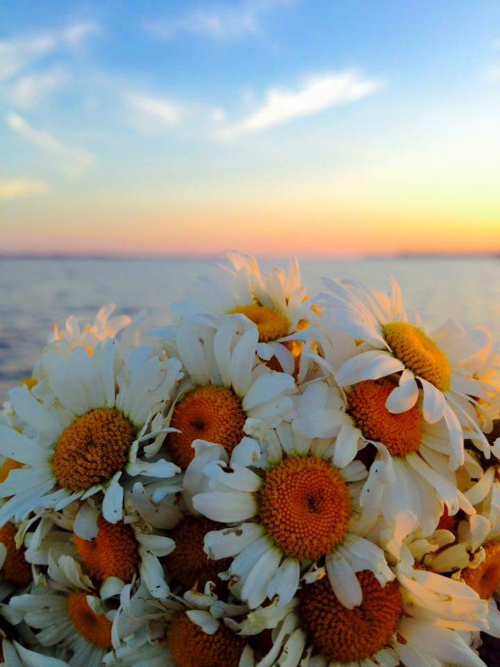 the Denmark sea and flowers :)