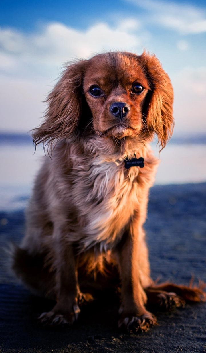 ♡ Dog