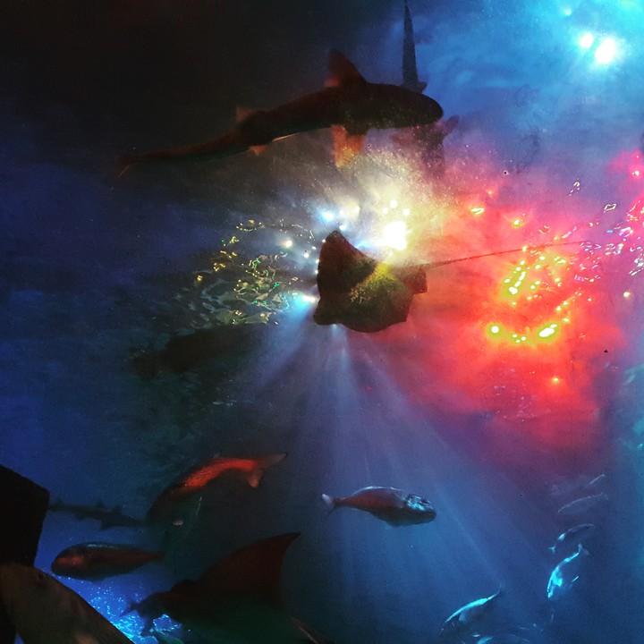 Sealife