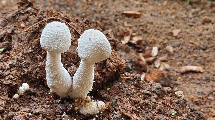 Cogumelos