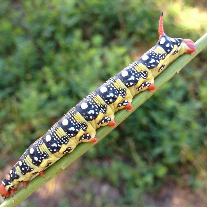 caterpillar