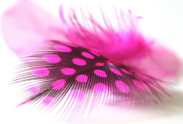 feather
