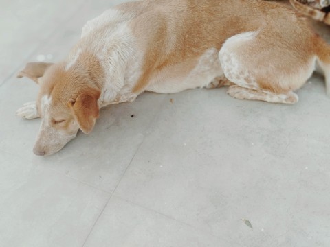 rocky the stret dog
