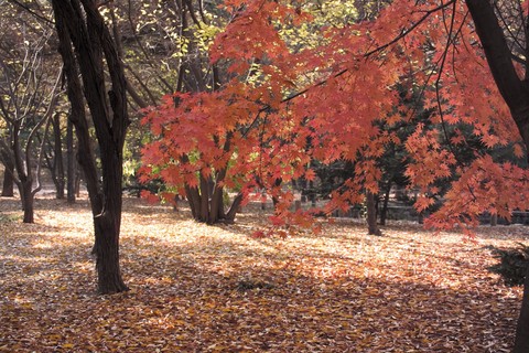 Season