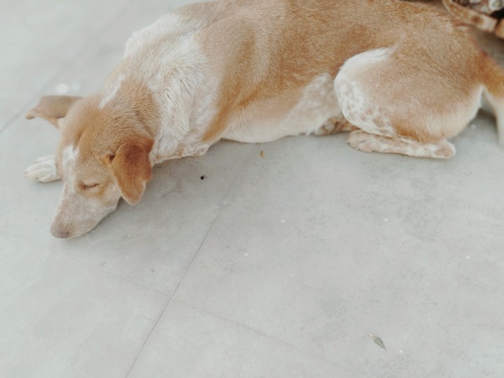 rocky the stret dog