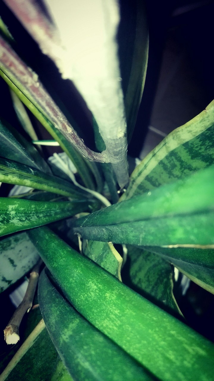 plant