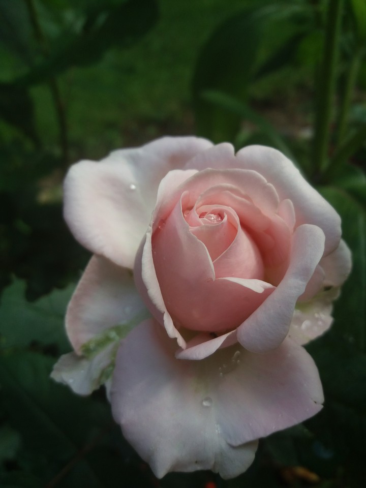 Simple and beautiful rose♡
