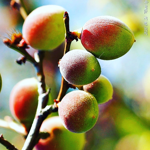 plant, branch duvar kağıtları
