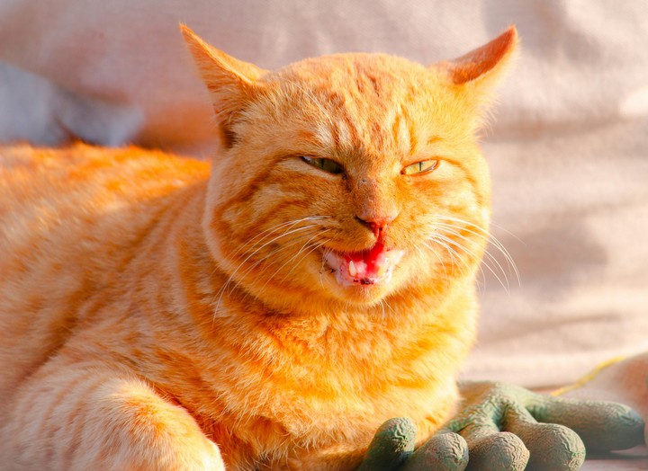 meow!
