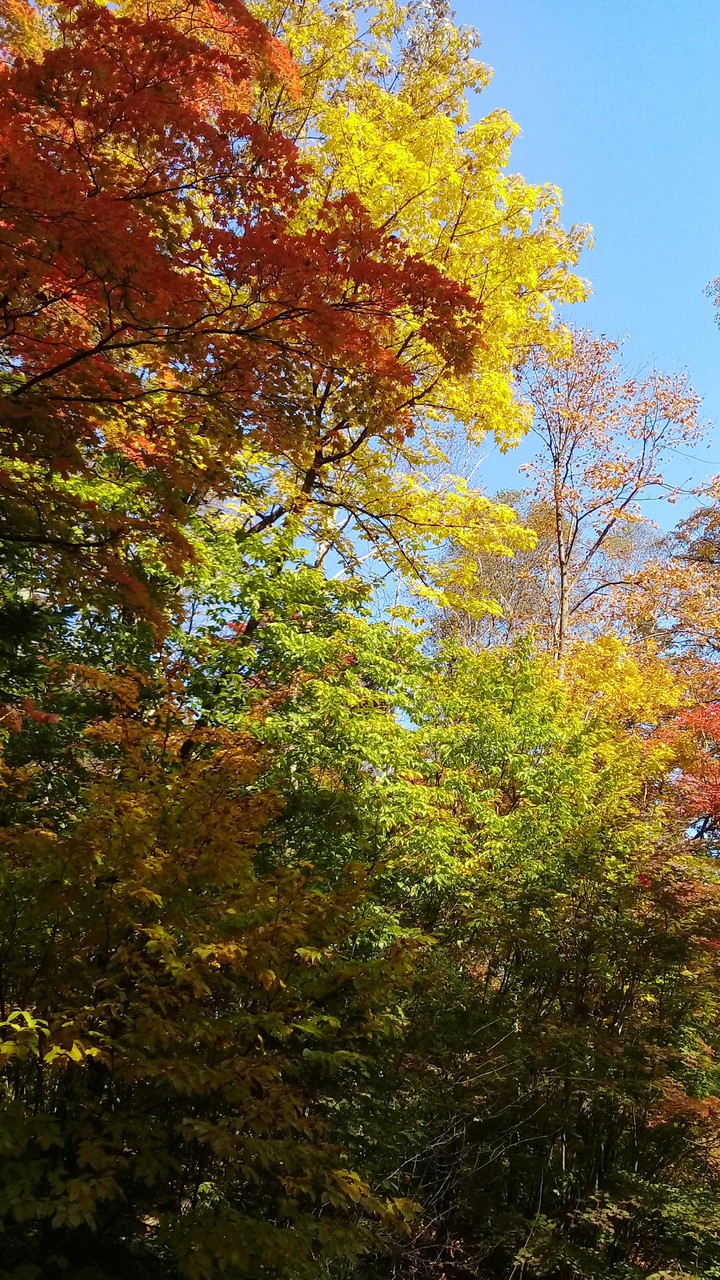 Russian Golden autumn