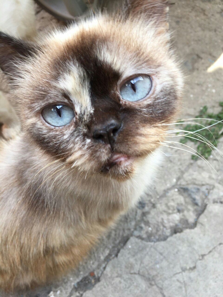 cat