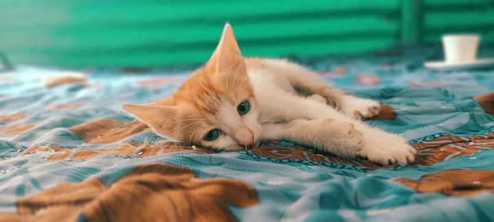 catuu