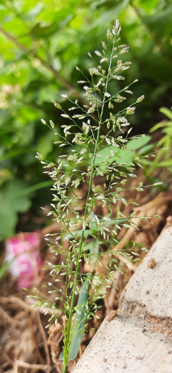 Plant