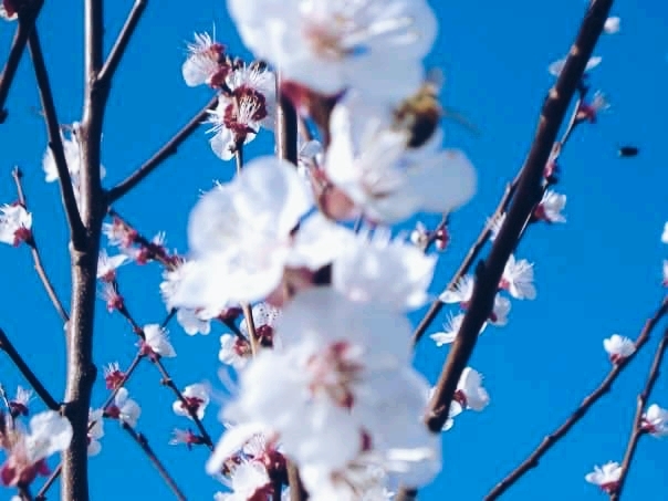 blossom on apple tree
