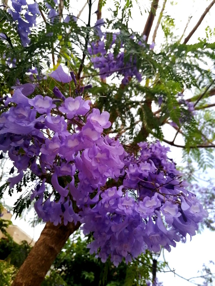 Lila bloom