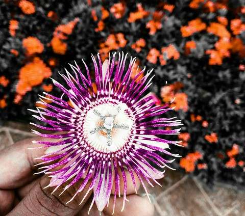 Beautiful flower
