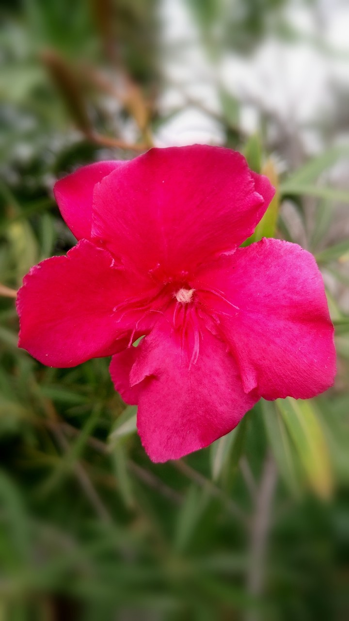 Queen of Pink