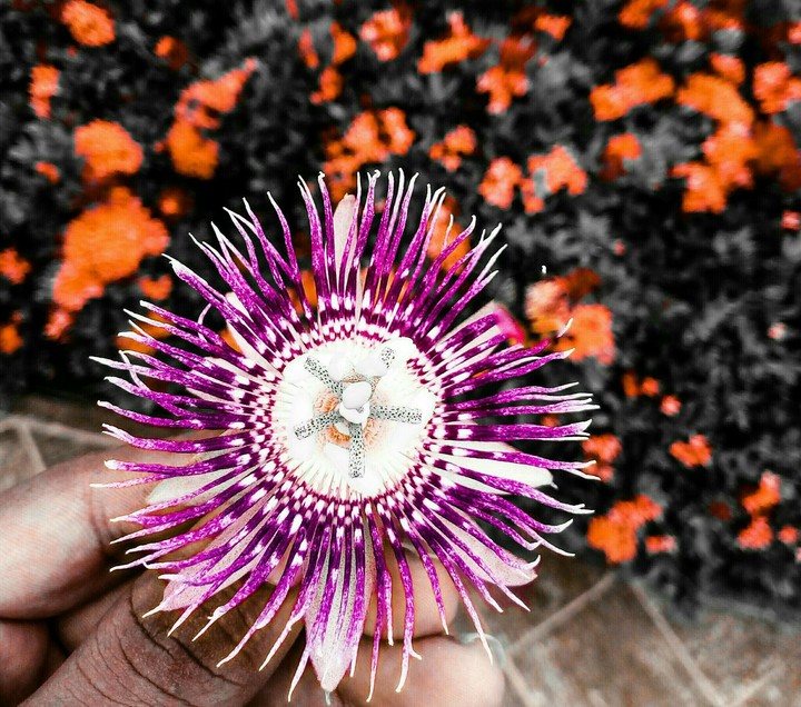 Beautiful flower