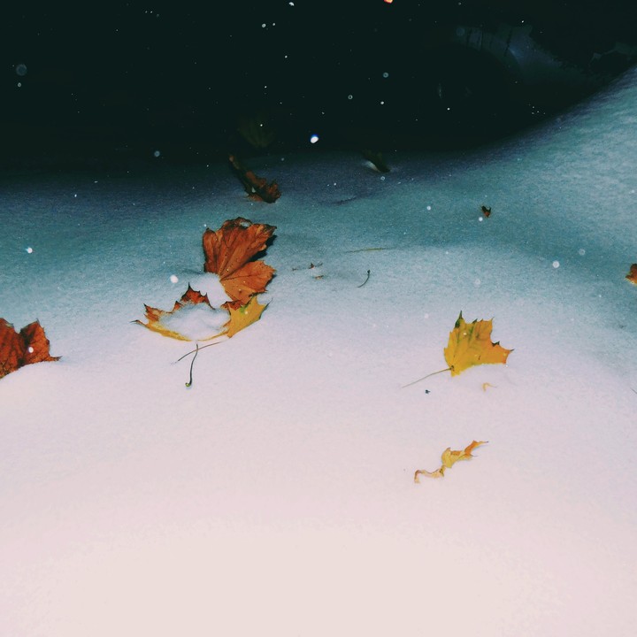 Snow Leaves