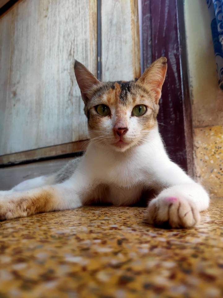 cat