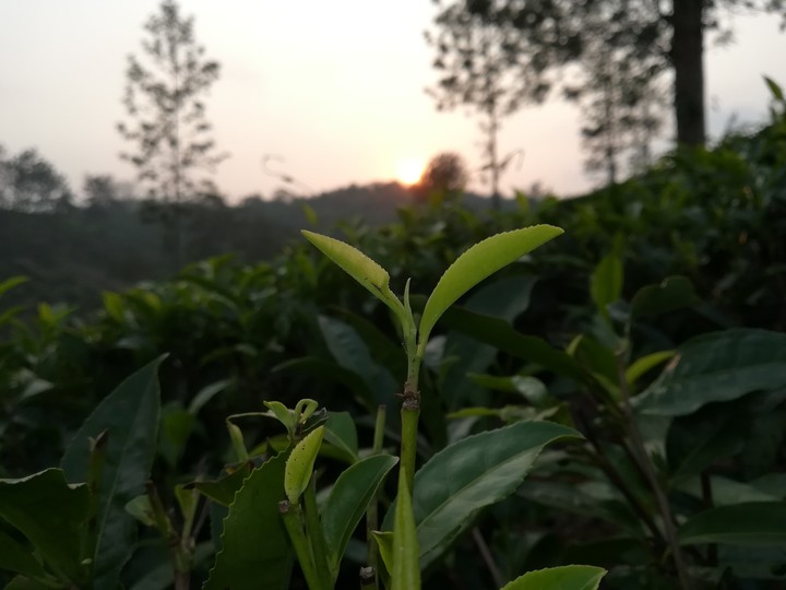 sunset in tea garden