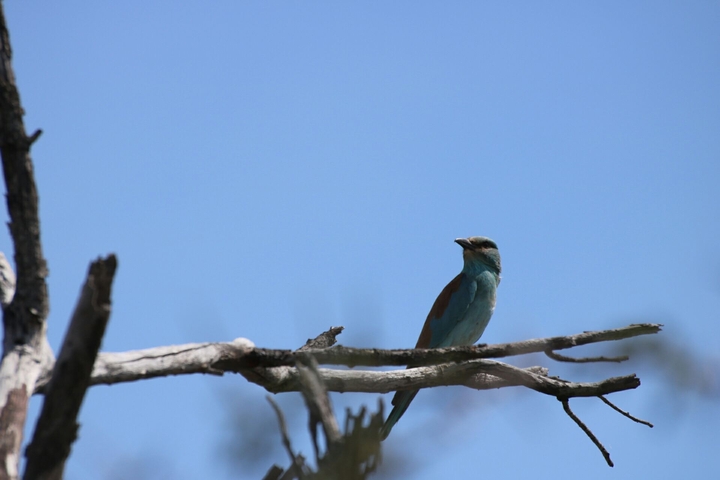 pretty bird.