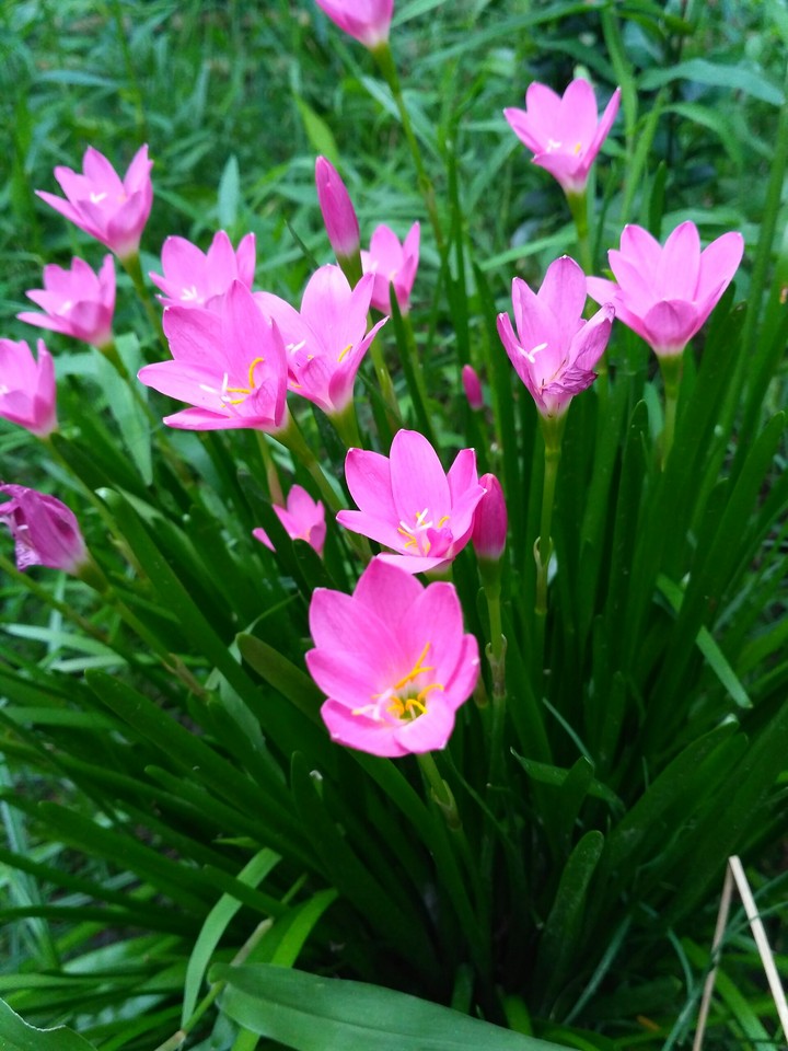 Little flowers