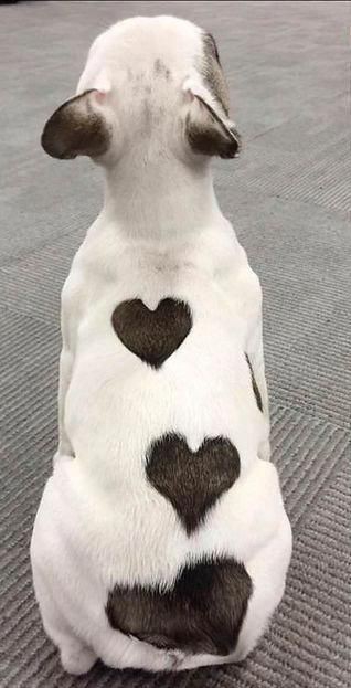 Love dog
