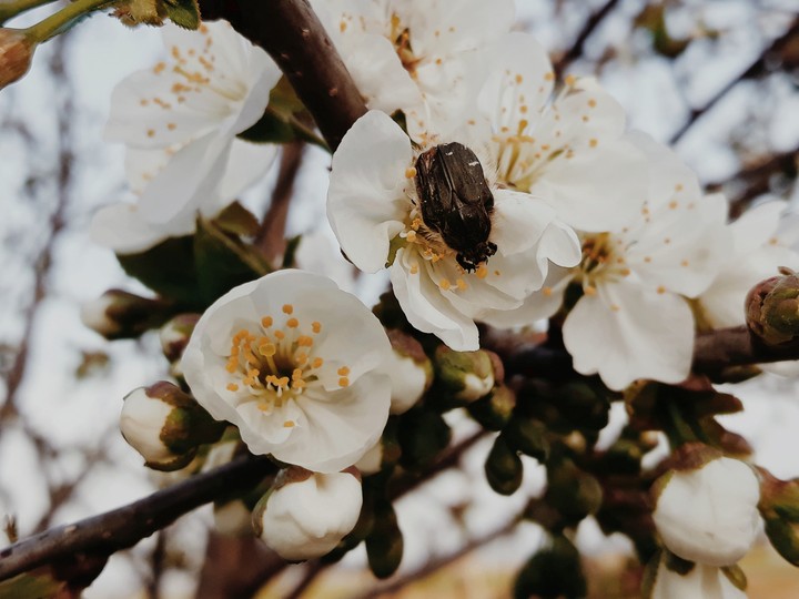spring flower
