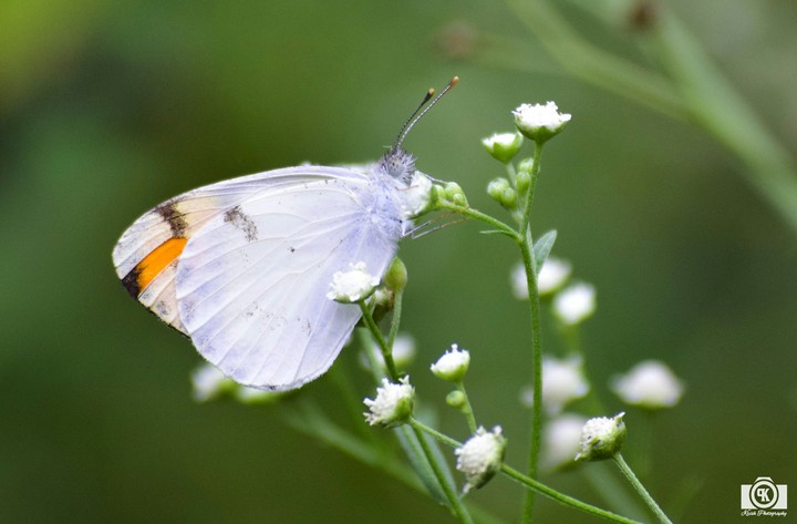 Butterfly on a flower