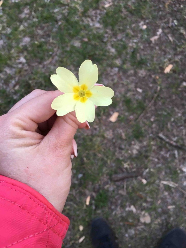 Flower
